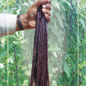 barbatti (cowpea) red gold