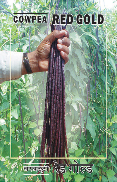 barbatti (cowpea) red gold