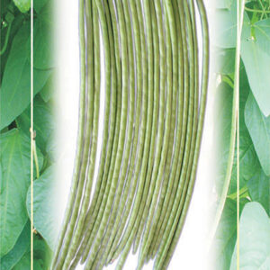 cowpea bushy red®
