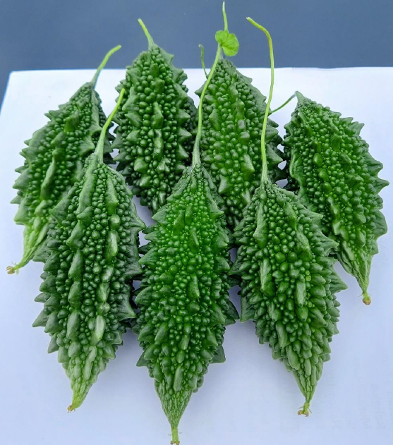 bittergourd f1 hybrid sk 1903