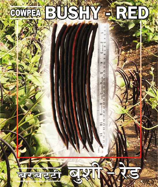 cowpea bushy red®