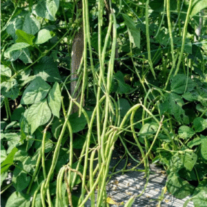 cowpea ujjawal