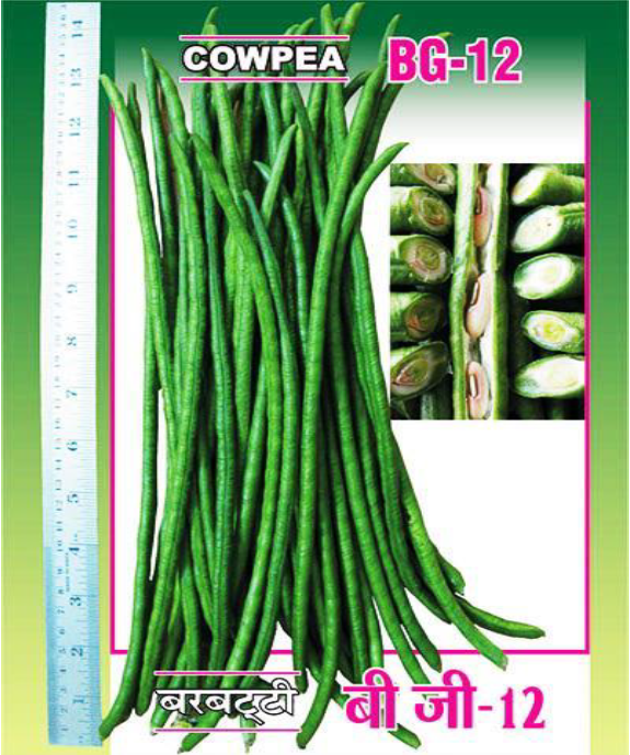 cowpea bg 12
