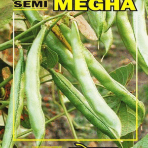 indian bean (semi) megha