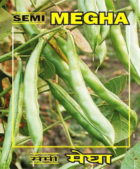 indian bean (semi) megha