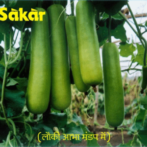 bottle gourd abha