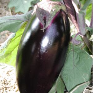 brinjal blackgold