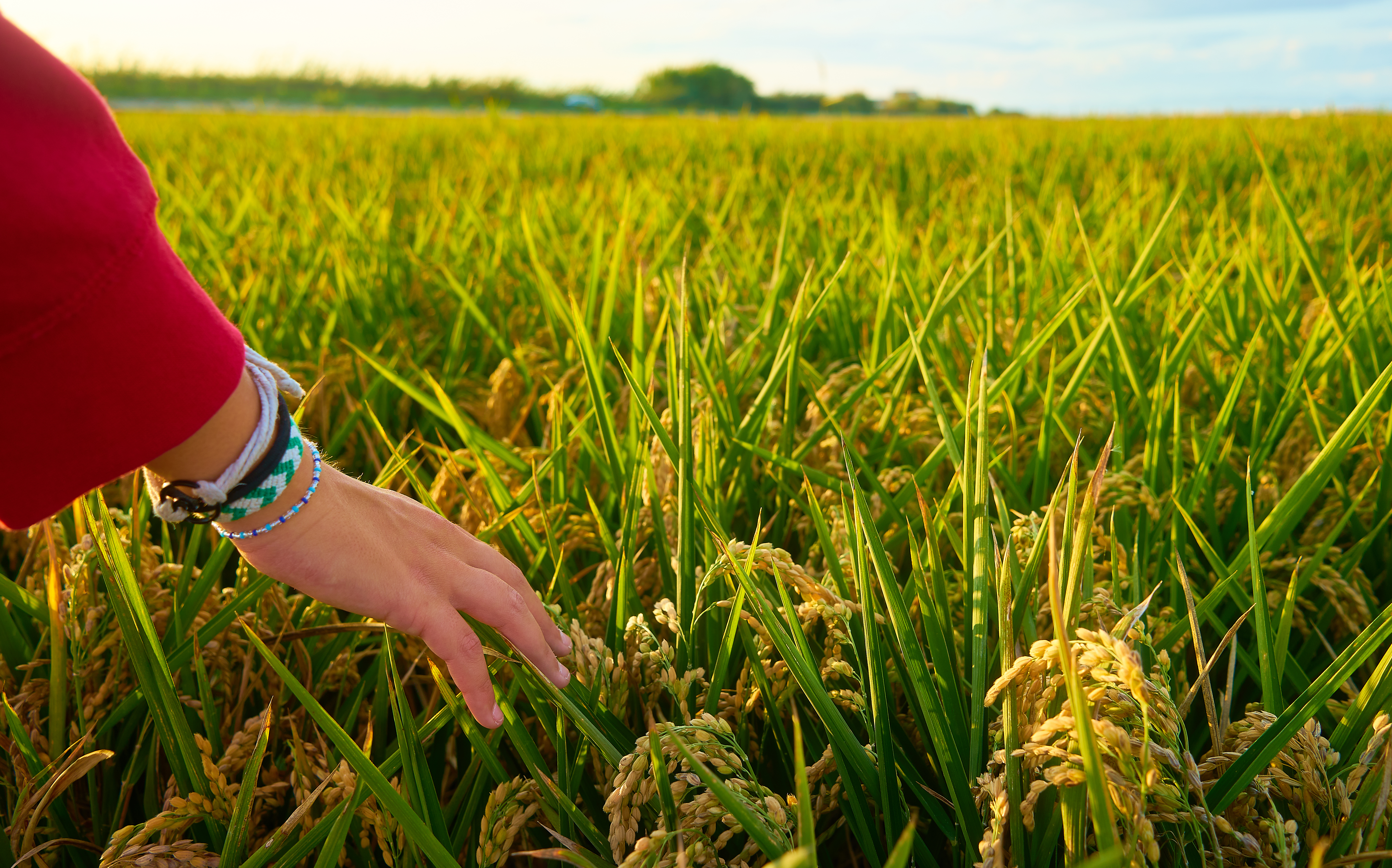 closeup shot of a hand of a young lady covered by red jacket with green field on the background